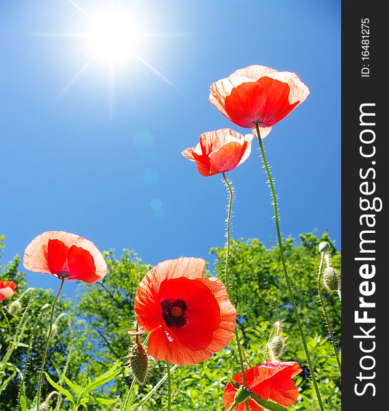 Poppy flowers on the sky