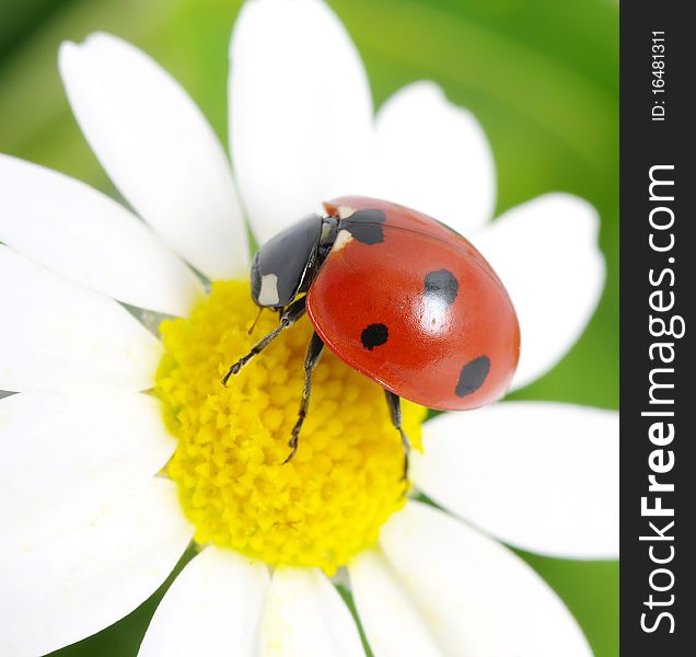 The ladybug sits on a flower petal