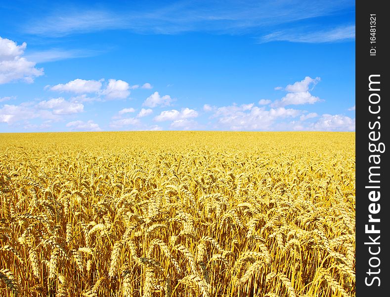 A field of golden wheat