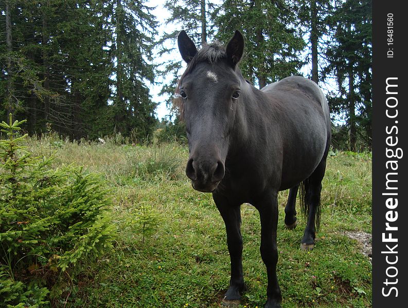 Black horse in mountain forest