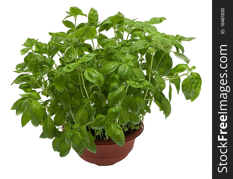 Basil, fresh herbs growing in pot against white background
