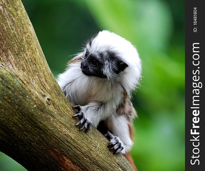 A small zoo monkey sitting in a tree looking around. A small zoo monkey sitting in a tree looking around