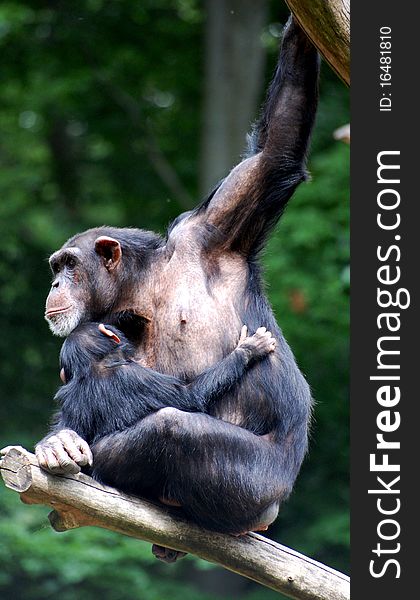 Monkey in a tree with its baby. Monkey in a tree with its baby