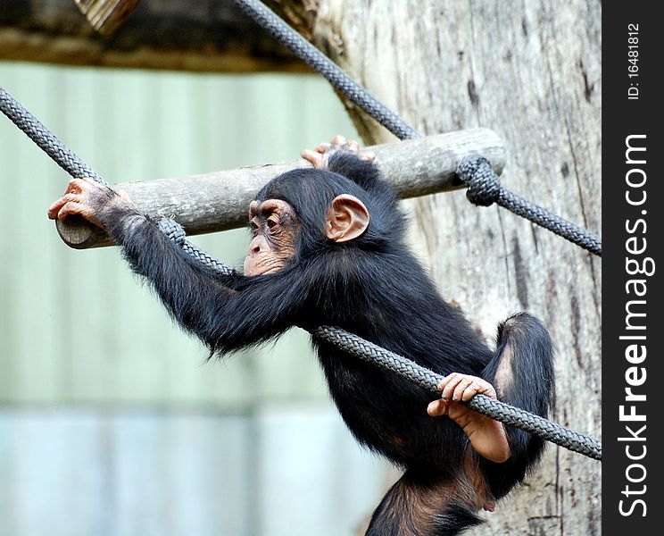 Cute monkey teen climbing around in the zoo