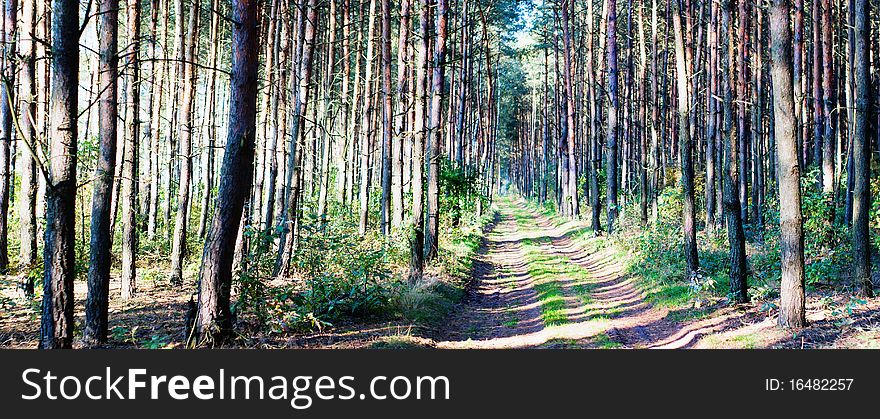 Sunlight in the green forest, summer time