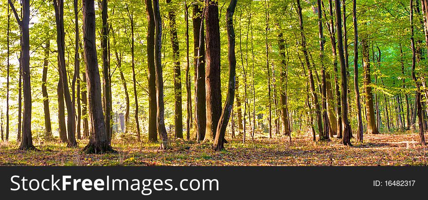 Sunlight in the green forest, summer time