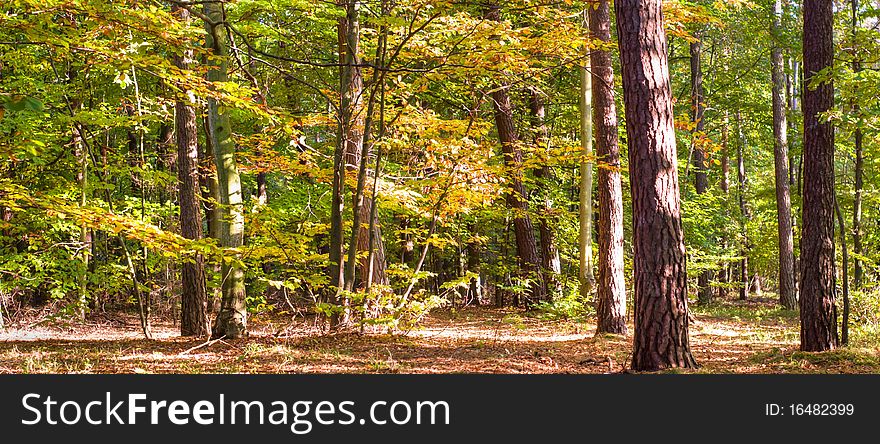 Sunlight in the green forest, summer time