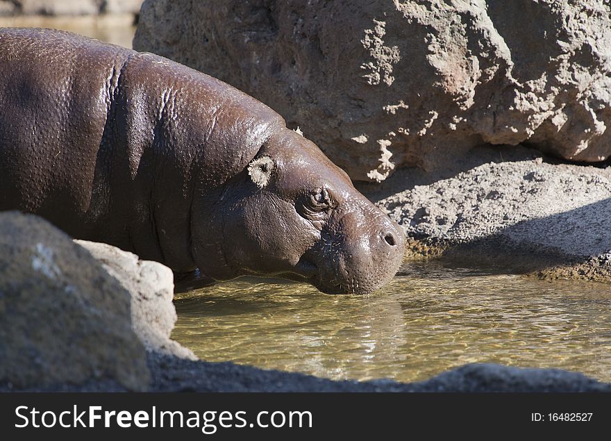 Hippotamus drinking water in the river. Hippotamus drinking water in the river