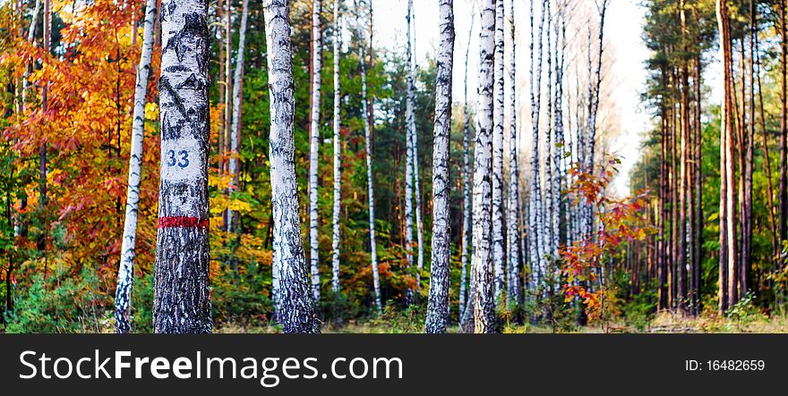 Sunlight in the green forest, summer time