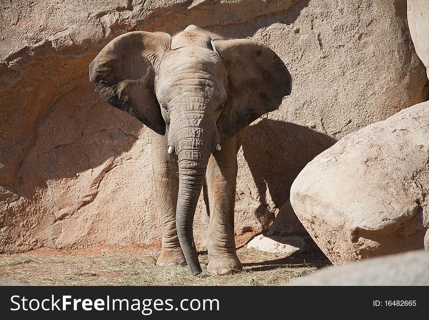 Big-eared African elephant in the wild