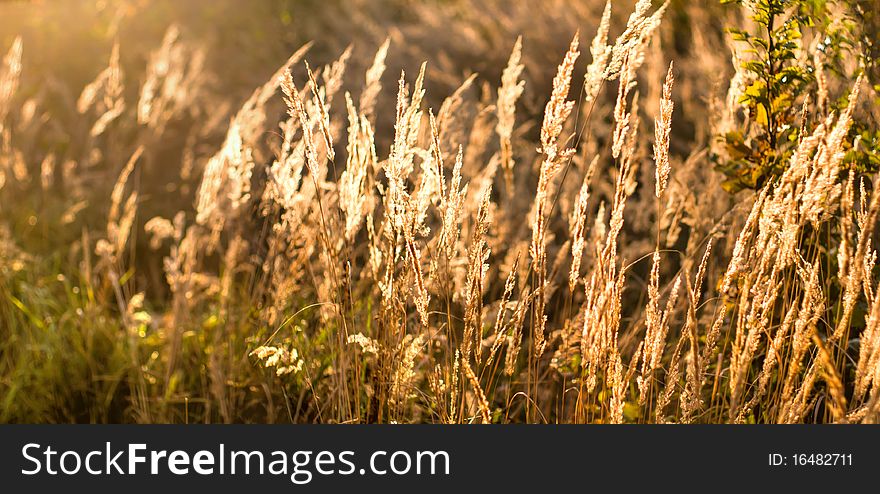 Plants for natural background,
fluffy wild plant grouped in sunny day