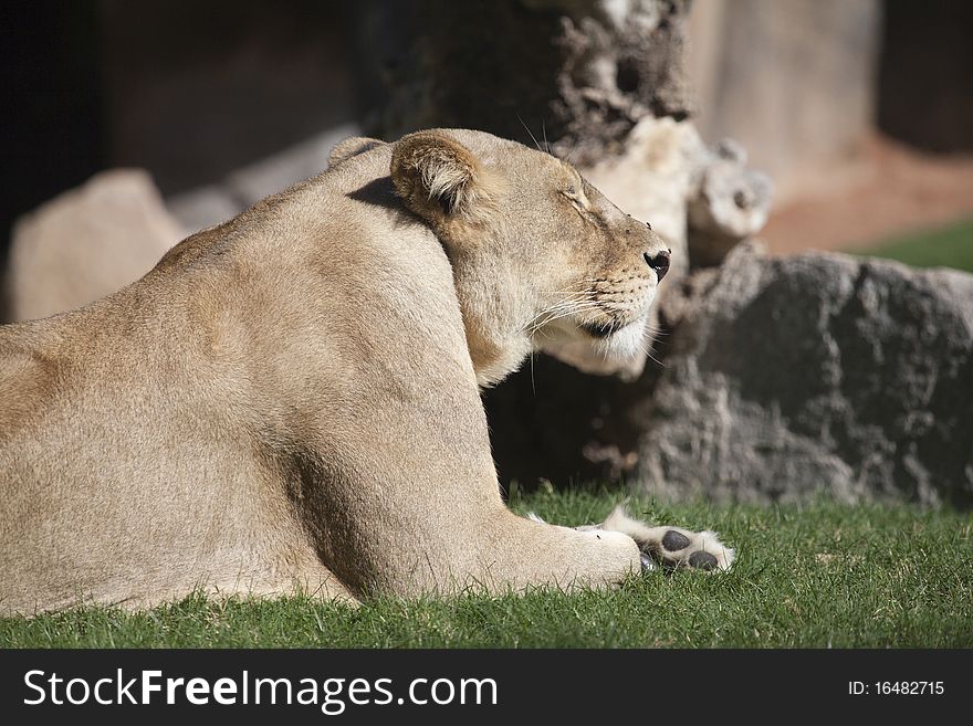 Lion lying on grass with eyes closed