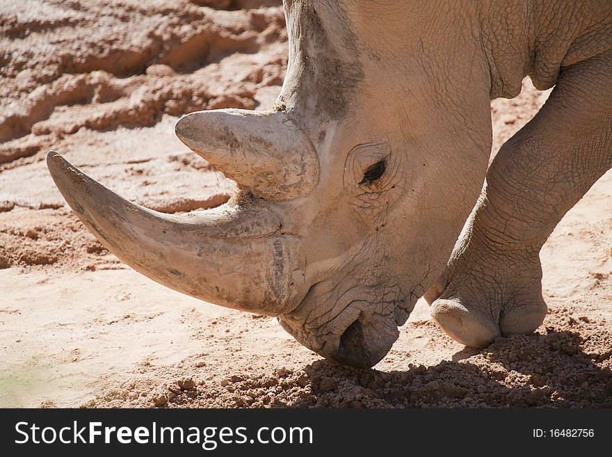 Rhino's head with huge horns. Rhino's head with huge horns