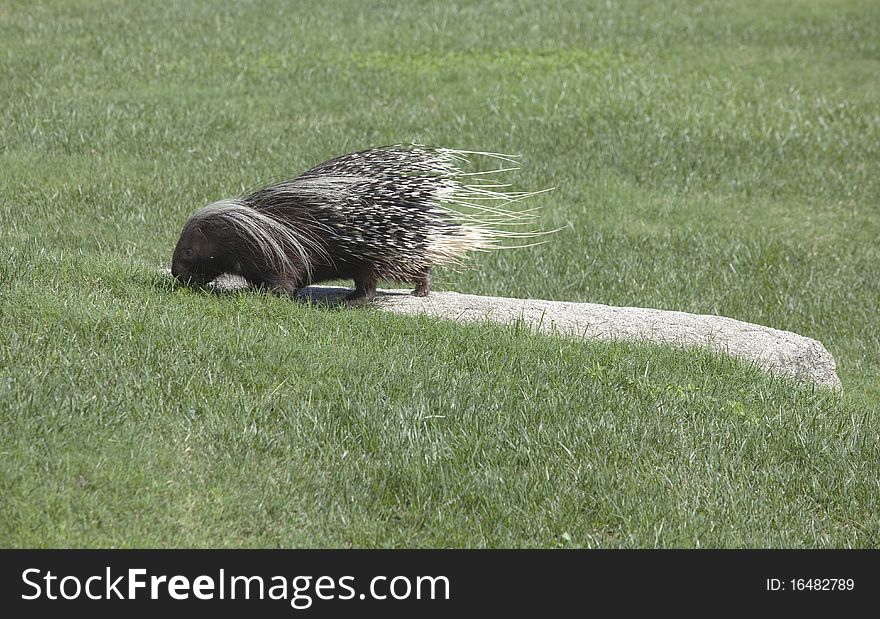 Porcupine running around in the grass