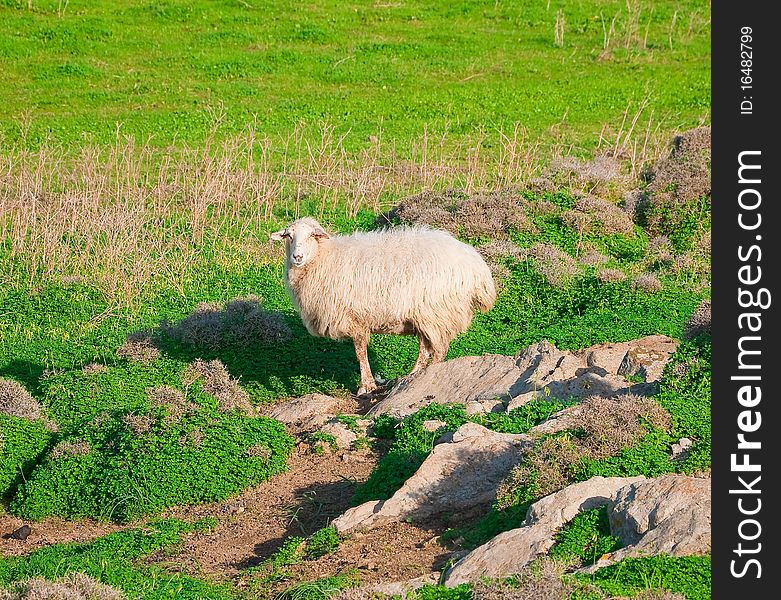 Ram on a rock in the middle of green meadows