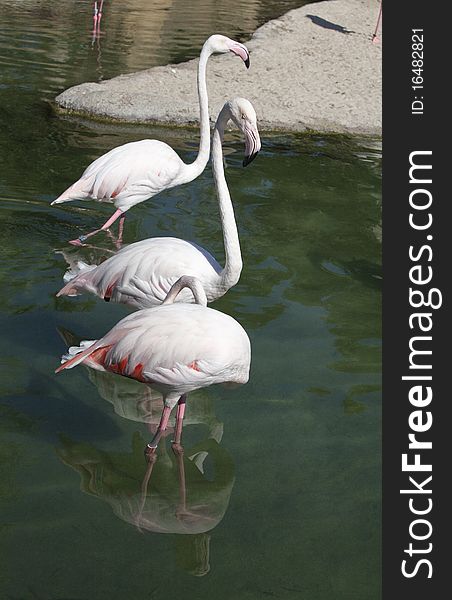 Three pink flamingos in the water