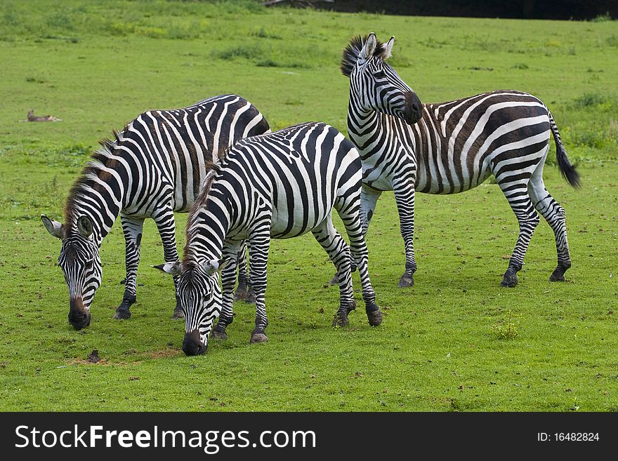 Three zebras on a green grass