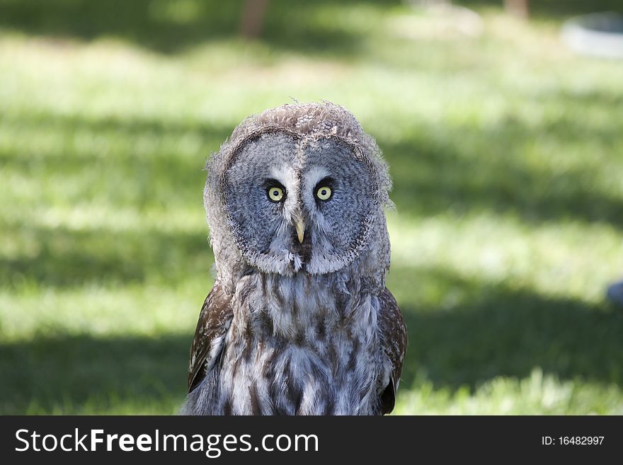 Gray-haired owls with yellow eyes