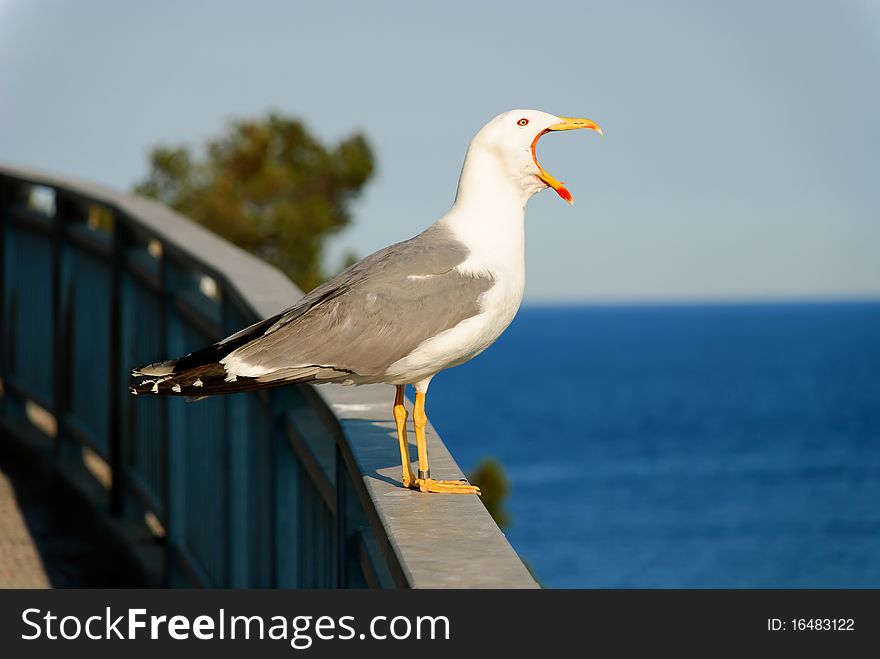 Seagull with open beak on a railing. Seagull with open beak on a railing