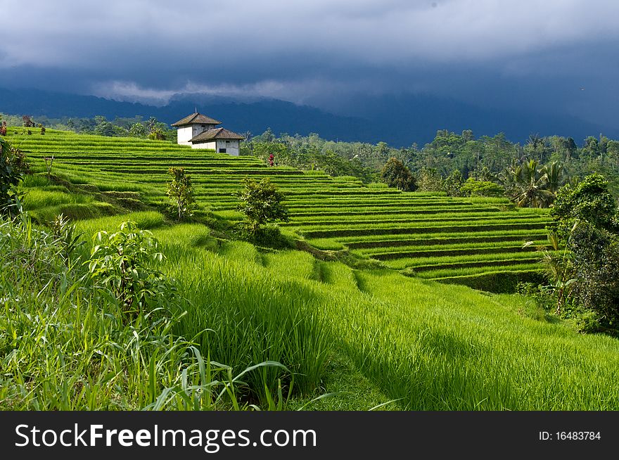 Luxuriant rice fields