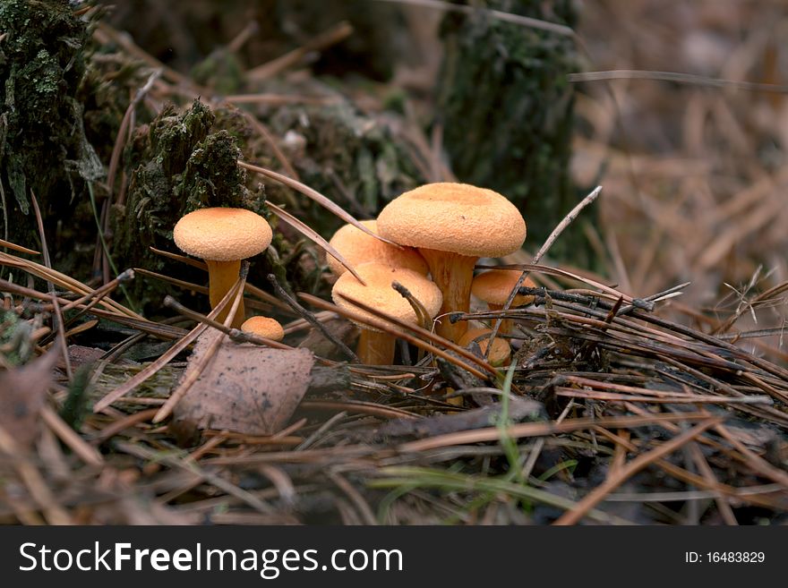 Mushroom chanterelle in the autumn forest