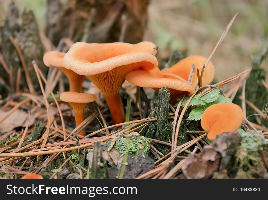 Mushroom chanterelle in the autumn forest