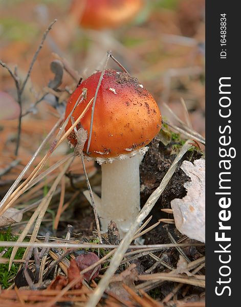 Mushroom fly agaric in the autumn forest