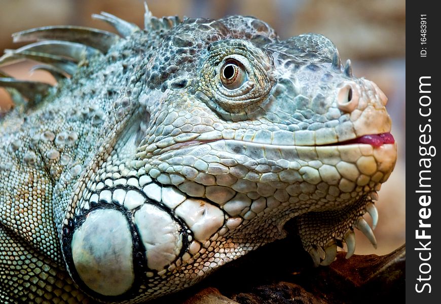 Iguana