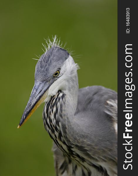 Grey Heron closeup
