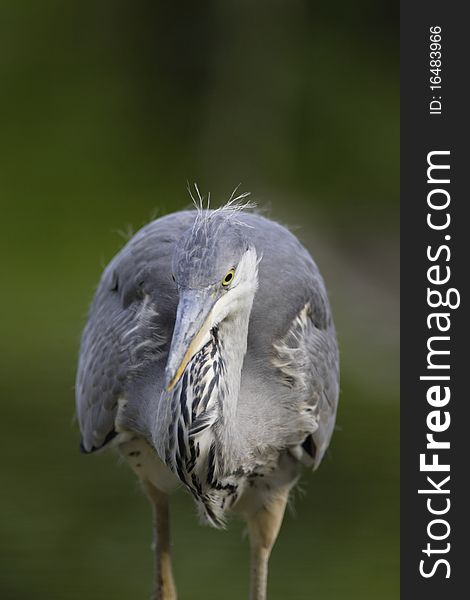 Grey Heron portrait