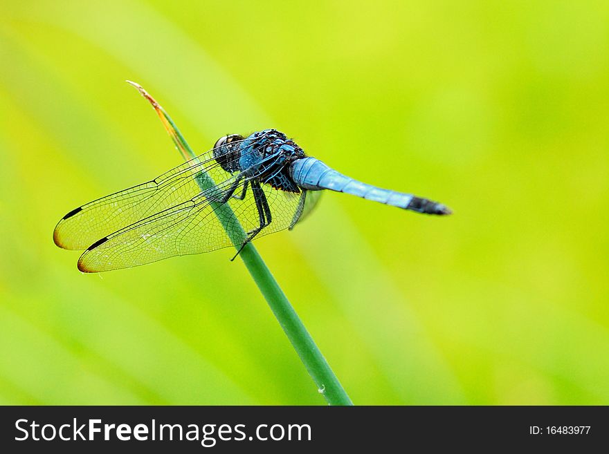 Blue Dragonfly In Vibrant Background