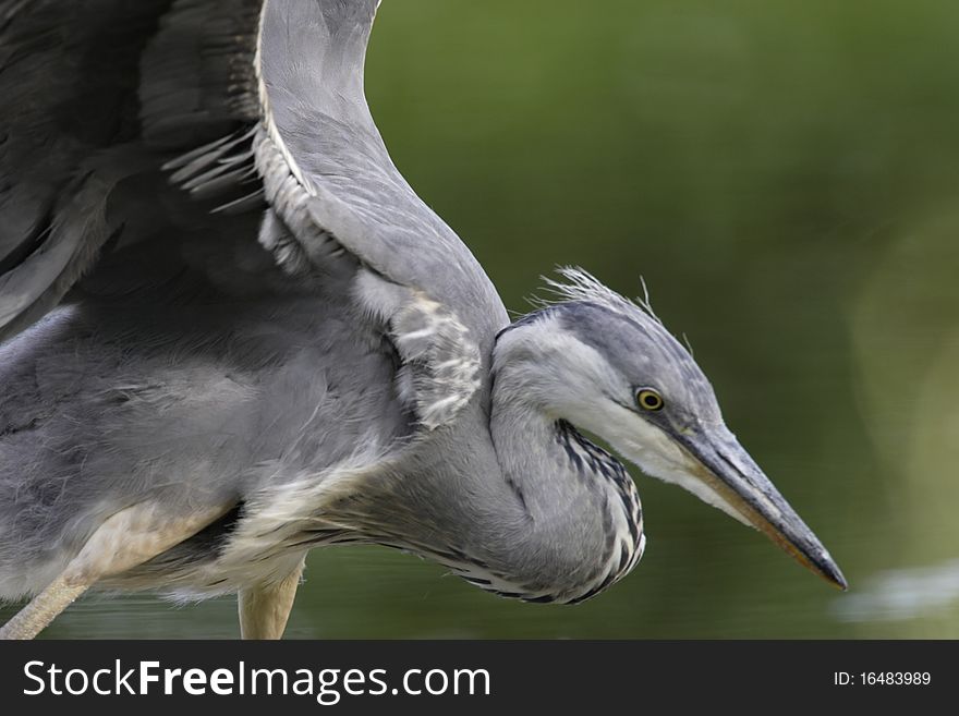 Grey Heron wings
