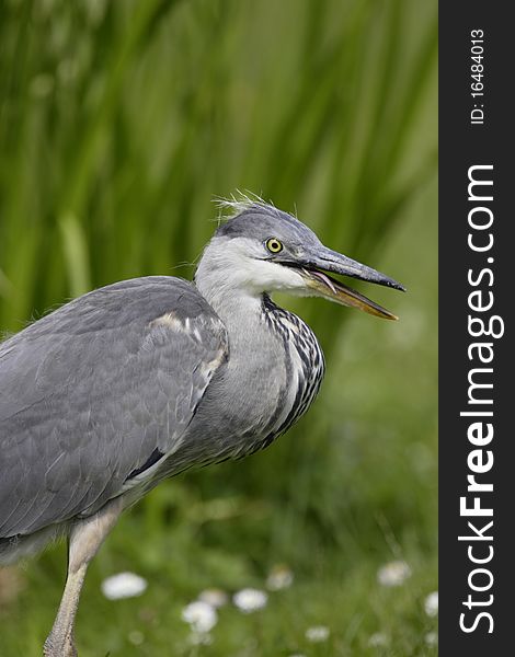 Grey heron in mid summertime