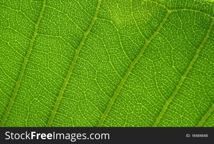 A green leaf background with lines