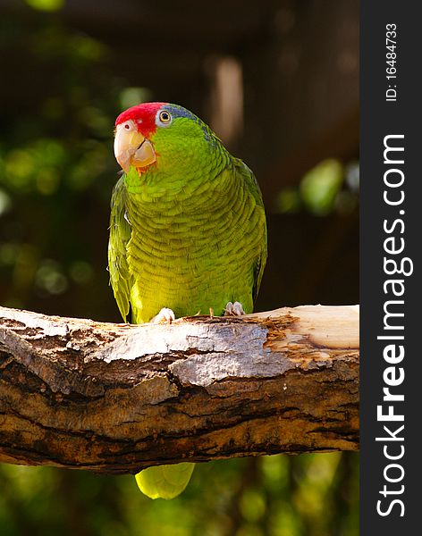Green Parakeet Bird On Tree Branch