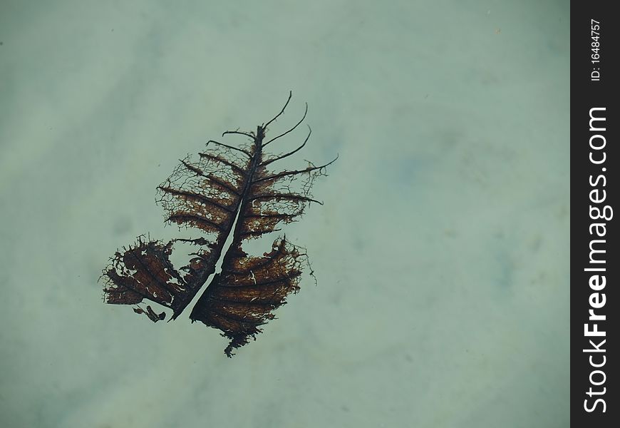 Floating leaf decay on the water