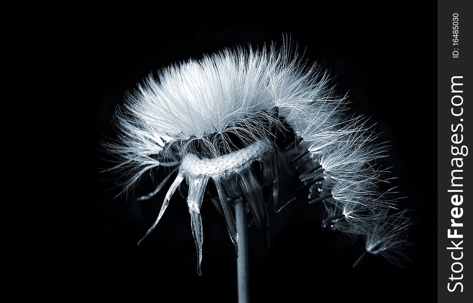 Withered dandelion on a black background. Withered dandelion on a black background