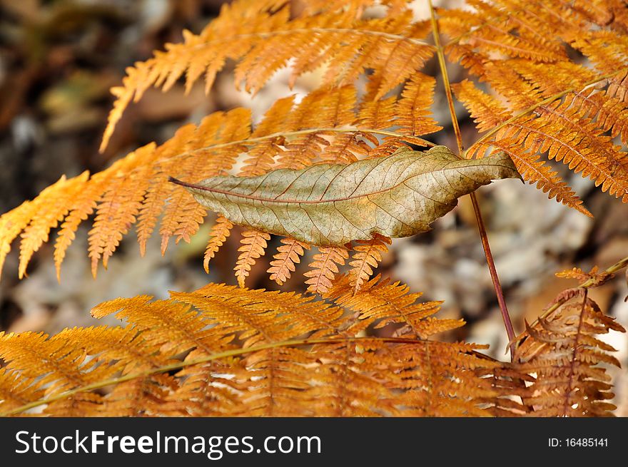 Fallen leaf on a golden fern in autumn, Piedmont, Italy.