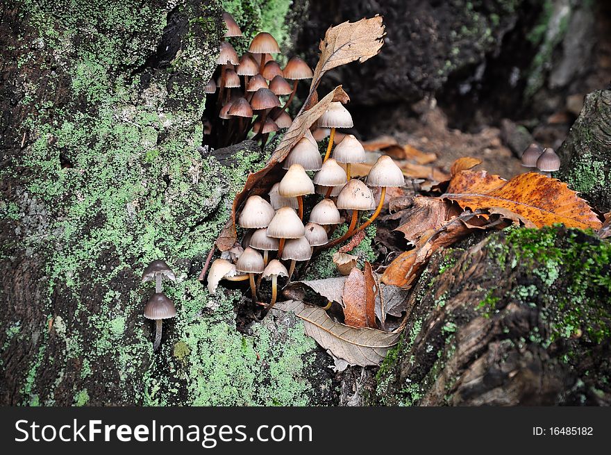 Autumnal Forest Mushroom