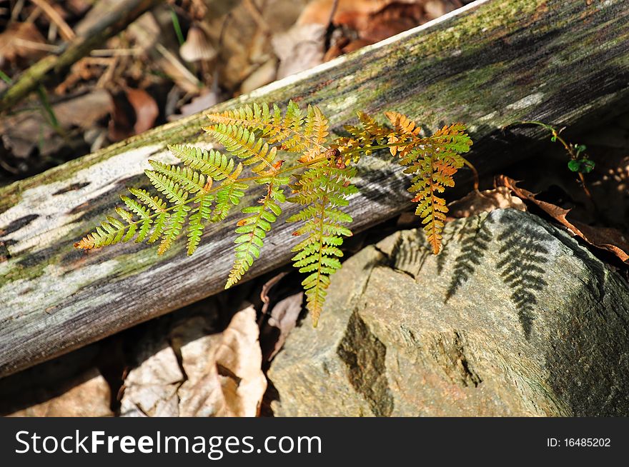 Fern in the forest, Piedmont, Italy.