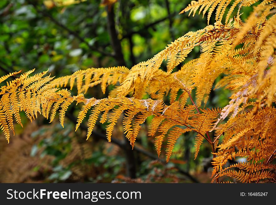 Golden ferns with the forest on background.