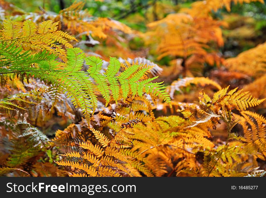 Golden and green ferns in autumn in forest