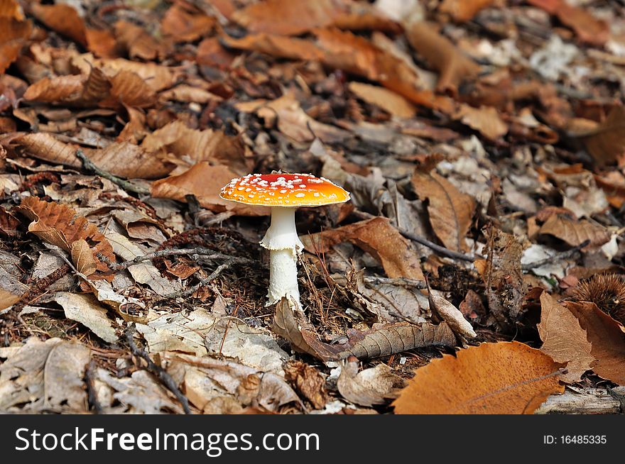 Amanita muscaria in forest. Piedmont. Italy.