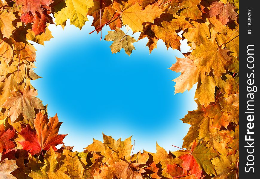 The frame of the autumn colored maple leaves with blue-white background inside. The frame of the autumn colored maple leaves with blue-white background inside.
