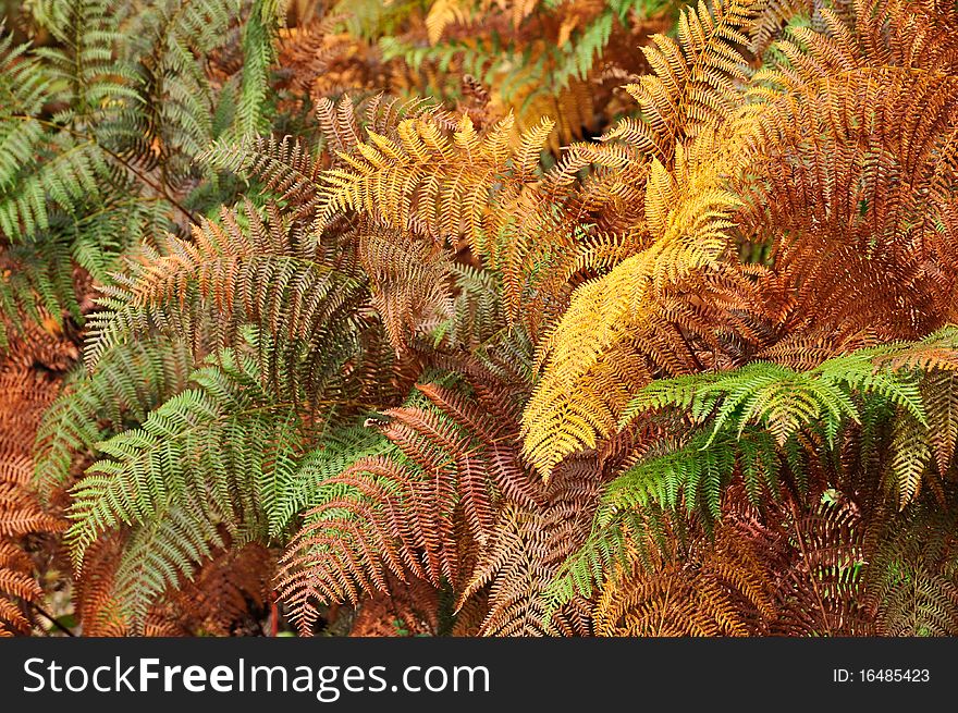 Golden and green ferns in autumn in forest