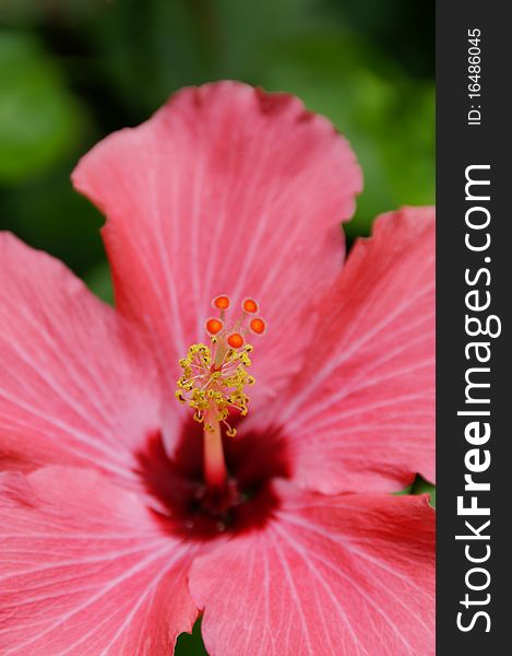 Hibiscus Closeup