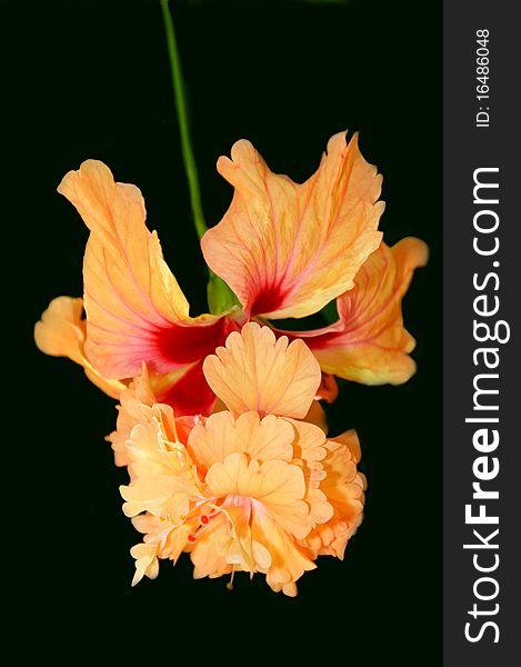 Hybrid Hybiscus Flower