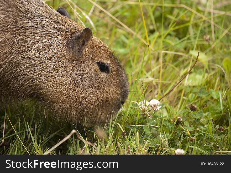 capybara eating grass