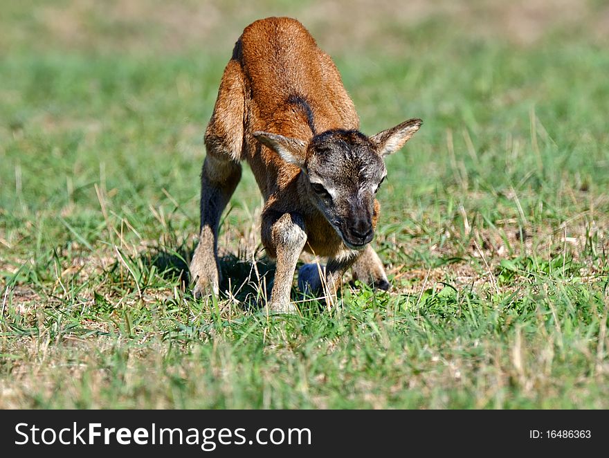 New-born baby on a steppe pasture. New-born baby on a steppe pasture