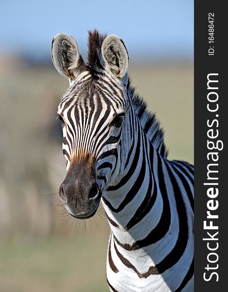 Zebra in the wild environment of habitation